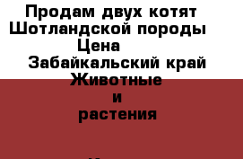 Продам двух котят!! Шотландской породы  › Цена ­ 7 - Забайкальский край Животные и растения » Кошки   
